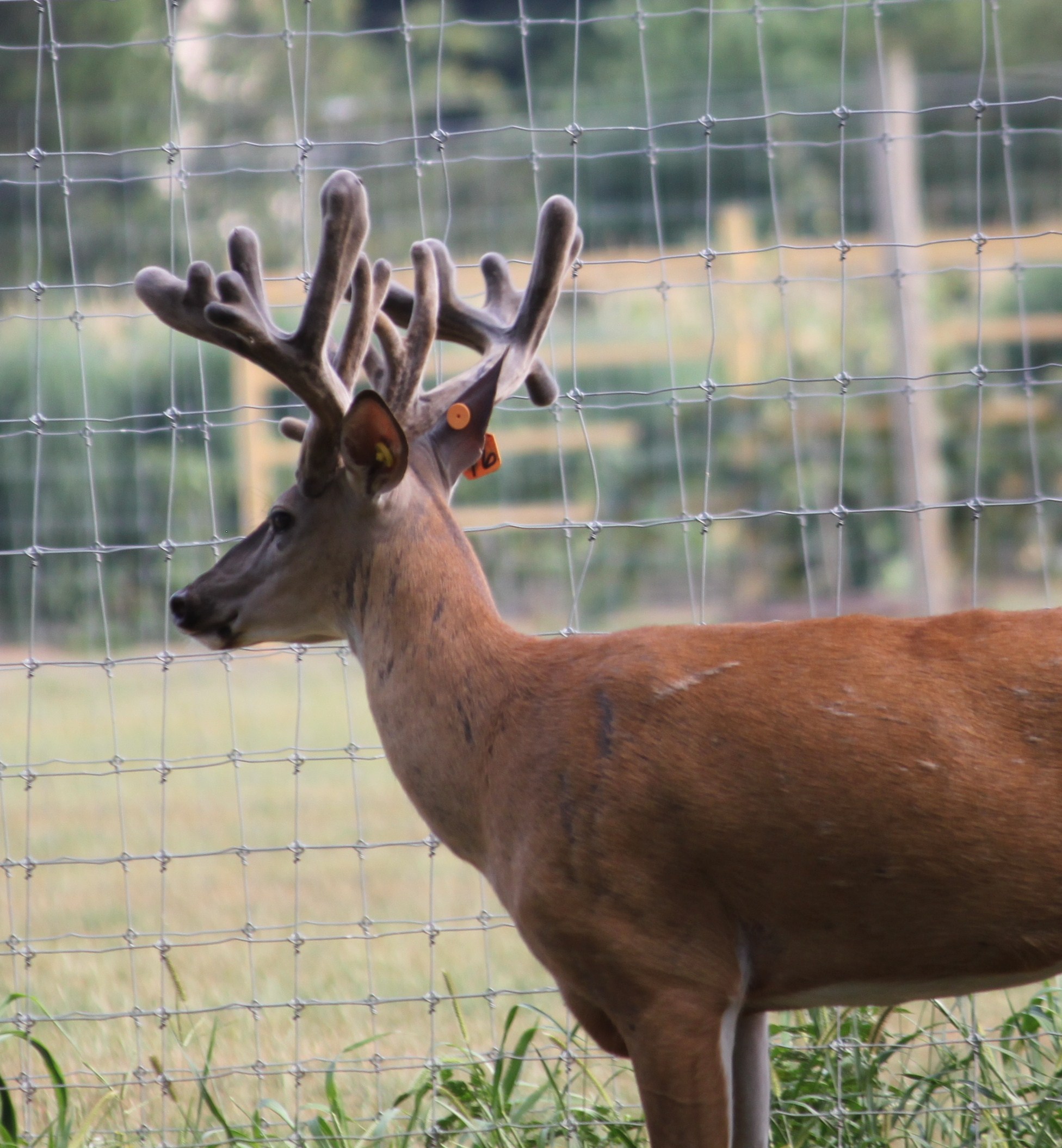 WhiteTail Deer Hunting in Louisiana,Whitetail Deer Hunting in